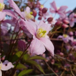 Close-up of pink flowers in park