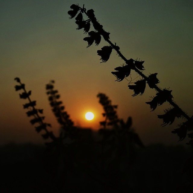 sunset, silhouette, orange color, sky, beauty in nature, nature, tranquility, sun, scenics, growth, low angle view, plant, tranquil scene, dusk, outline, idyllic, outdoors, focus on foreground, no people, close-up