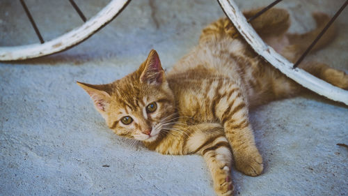 High angle view portrait of ginger cat relaxing outdoors