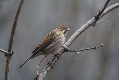 Close-up of bird perching on branch during rainy season