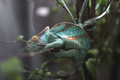 Close-up of lizard on tree