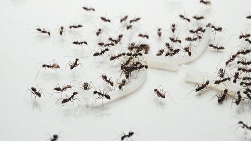 High angle view of ant on ground