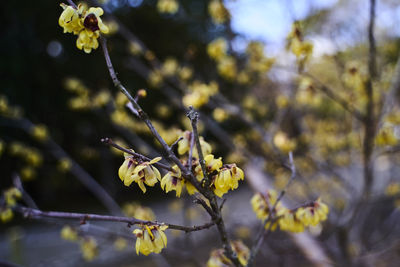 Close-up of yellow flowering plant