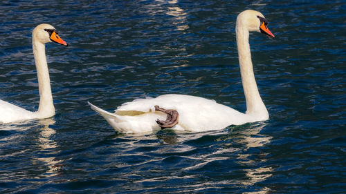 Swan swimming in lake