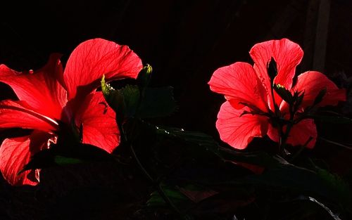 Close-up of red flowers