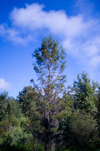 Low angle view of trees against cloudy sky