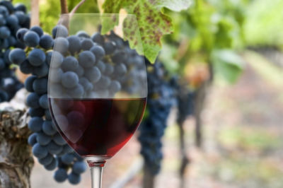 Close-up of grapes in vineyard