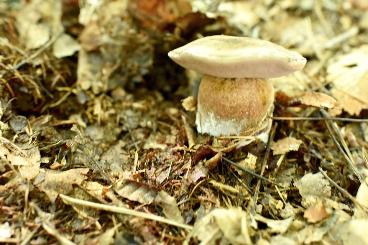 mushroom, fungus, vegetable, food, land, growth, toadstool, edible mushroom, nature, field, plant, day, close-up, no people, food and drink, beauty in nature, vulnerability, fragility, outdoors, leaf