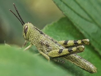 Close-up of insect on leaf