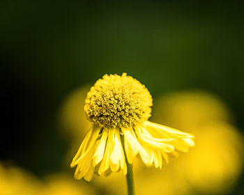 Close-up of yellow flowering plant