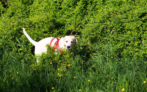 Dog on grassy field