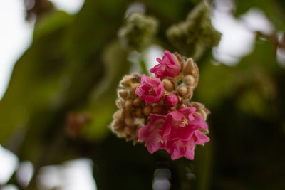 Close-up of pink flowering plant