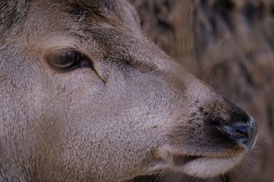 Close-up of animal eye