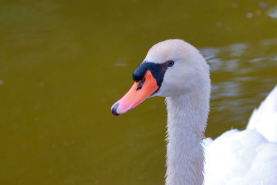 Swan swimming in lake