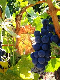 Grapes in vineyard