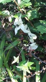 Close-up of plants