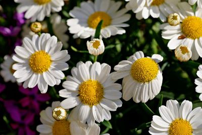 Bouquet of flowers