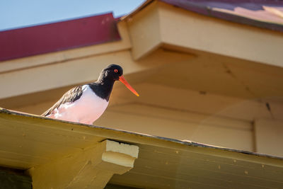 Low angle view of bird perching on roof