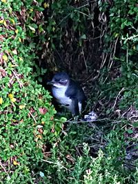 Bird perching on tree