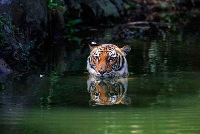 High angle view of a tiger swimming in water
