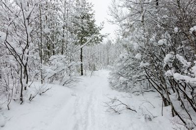 Snow covered trees in forest against sky