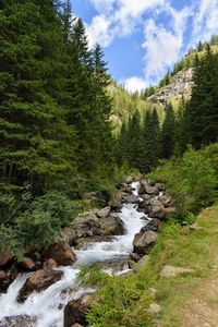 Stream flowing amidst trees in forest against sky