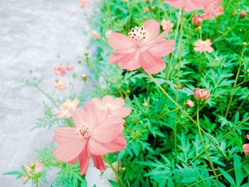 Close-up of red flowers