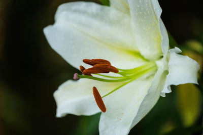 Close-up of white flower on plant