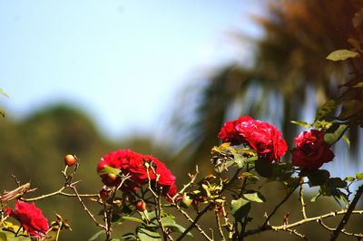 Close-up of red flowers blooming outdoors