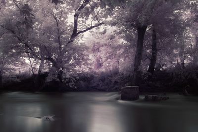 Trees by lake in forest