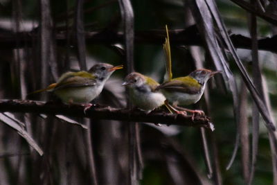 Close-up of bird perching in cage