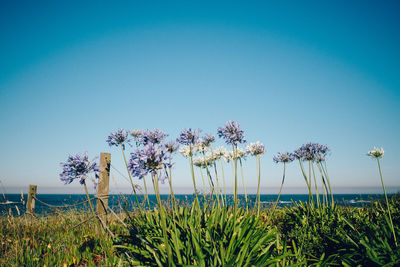 Scenic view of sea against blue sky