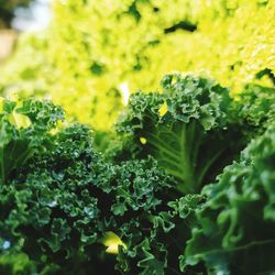 Close-up of lettuce