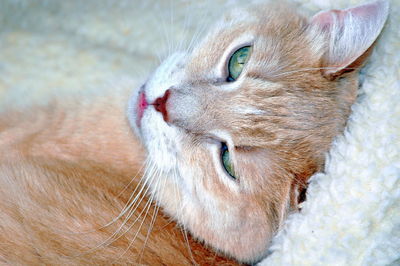 Close-up of a cat looking away