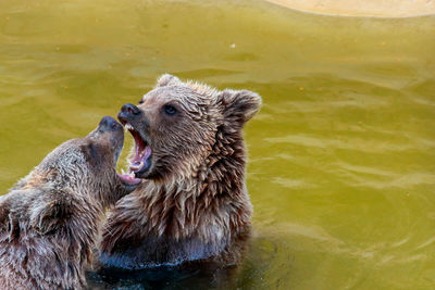 Brown bears fighting in lake