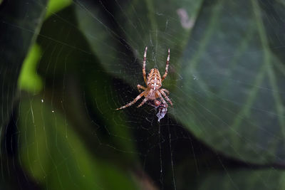 Close-up of spider on web