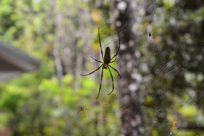 Close-up of spider on web