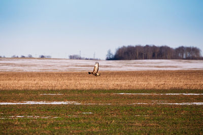 View of horse on field against clear sky