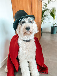 Portrait of dog sitting on floor