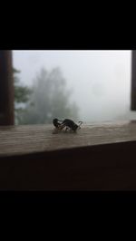 View of a cat on a window