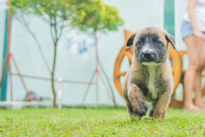 Portrait of dog on field