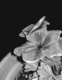 Close-up of flower