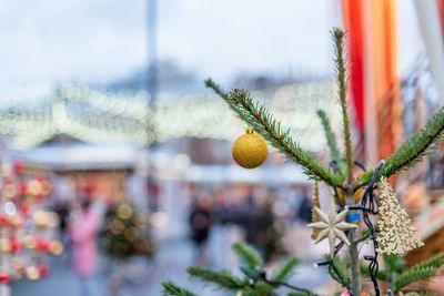 Close-up of christmas tree outdoors