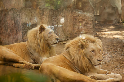 Cats resting in a zoo