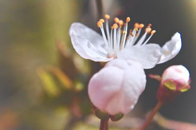 Close-up of flower blooming outdoors