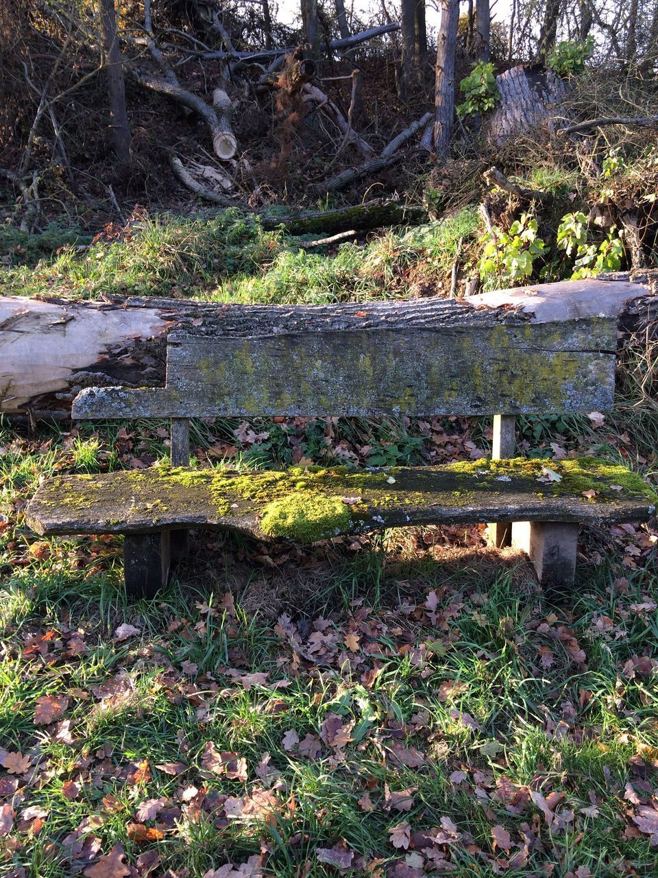 BENCH IN FOREST