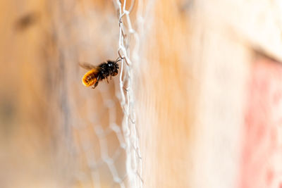 Close-up of spider