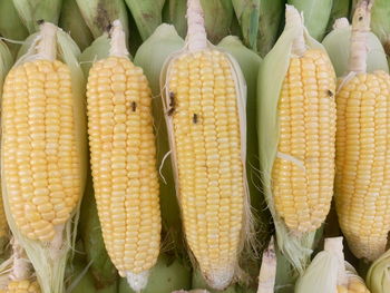 Directly above shot of corns for sale at market