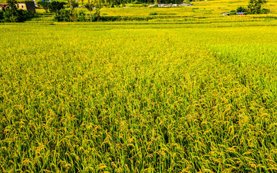 Scenic view of agricultural field