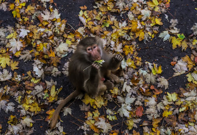 High angle view of monkey autumnvibes 